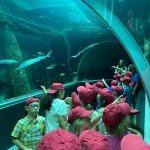 visite aquarium 6 8ans